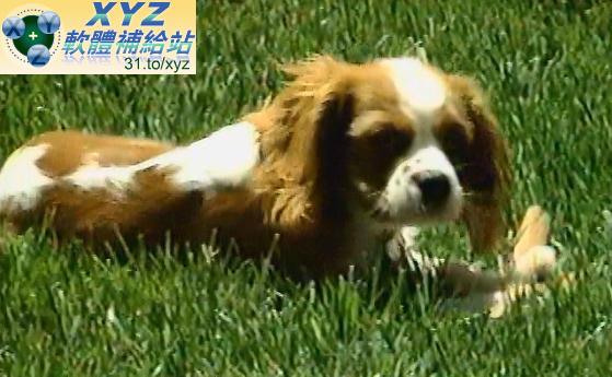 天才寶貝熊 Baby Genius 音樂成就不同 莫紮特和朋友們/睡眠音樂 Mozart and Friends Sleepyingtime 01-04集(幼兒教學)(適用任何家用DVD播放機)(DVD版)